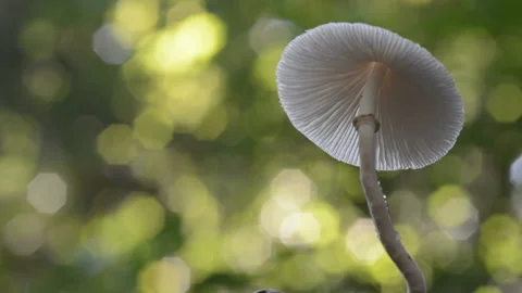 Mushroom Stock Footage 158671896