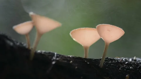Mushroom Stock Footage 158671926
