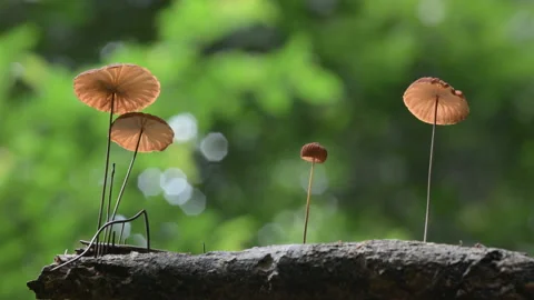 Mushroom Stock Footage 158671975