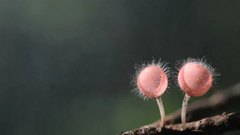Mushroom Stock Footage 158882837