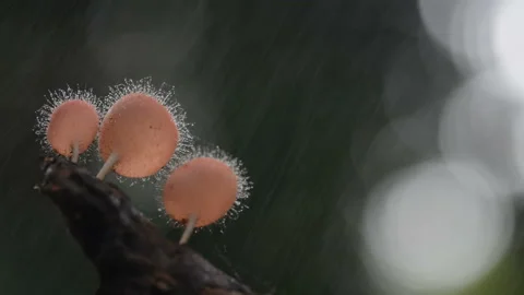 Mushroom Stock Footage 158882839
