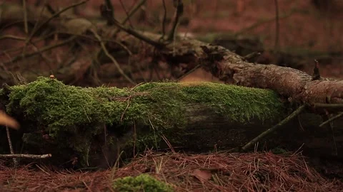 Mushroom Stock Footage 166892811