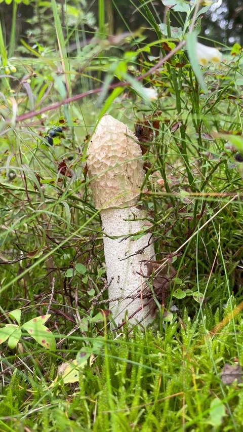 Mushroom Stock Footage 201940017