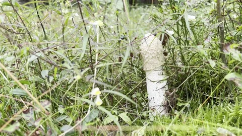 Mushroom Stock Footage 201940018