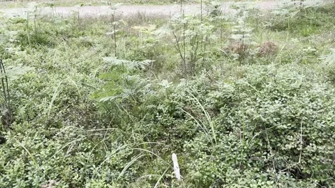 Mushroom Stock Footage 201940025