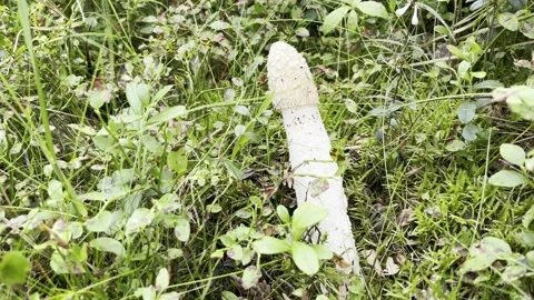 Mushroom Stock Footage 201940026