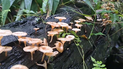 Mushroom 스톡 동영상 231239514