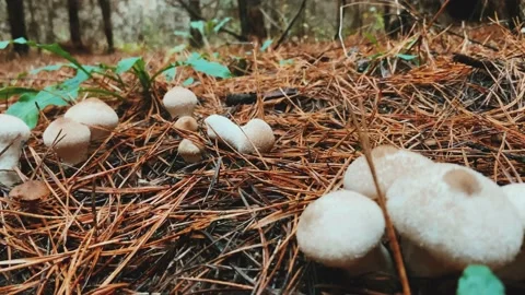Mushroom Video stock 233073933