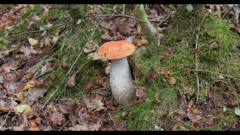 Mushroom Stock Footage 281262836