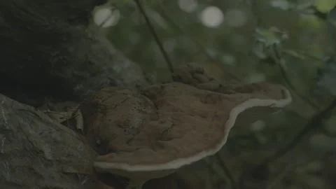MUSHROOM Stock Footage 306409107