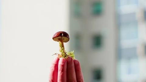 Mushroom Stock Footage 318226787