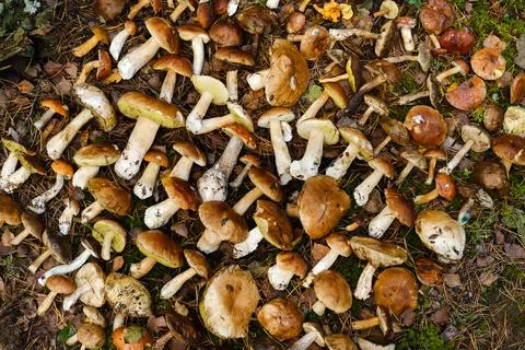 Mushroom foraging in a dense forest during autumn, showcasing a variety of .. 스톡 사진