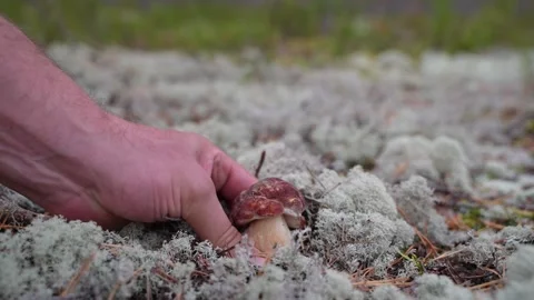 Mushroom foraging Stock-Footage 320766188