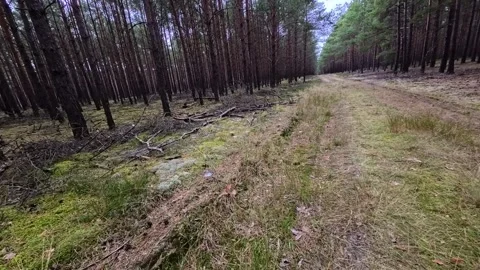 Mushroom Foraging in Notecka Forest Poland Late Summer Stock Footage 345500377