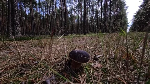 Mushroom Foraging on Pine Forest Floor in Late Autumn Stock Footage 345500107