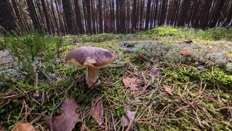 Mushroom Foraging in Puszcza Notecka Pine Forest, Poland Stock Footage 345500415