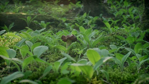 Mushroom in Forest 19 動画素材 262021572