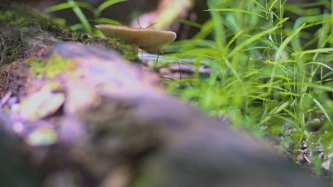 Mushroom in forest 8k 库存影片 114459383
