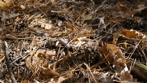 Mushroom in the forest. Camera slide from left to right. Autumn weather. Close 스톡 동영상 104661194