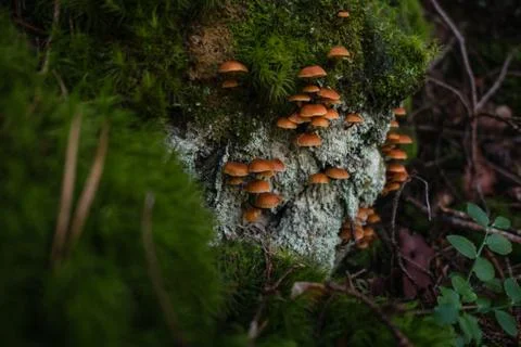 Mushroom in the forest close Foto stock