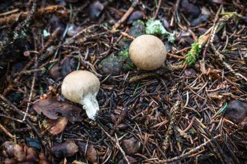 Mushroom in the forest close Stock Photos