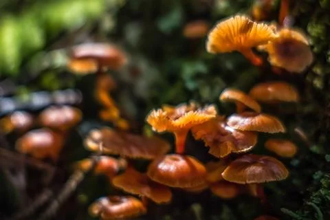 Mushroom in the forest close Stock Photos