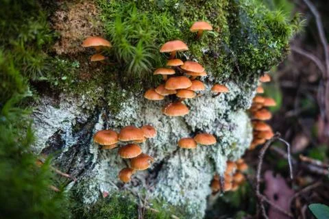 Mushroom in the forest close Stock Photos