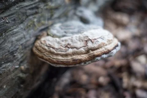 Mushroom in the forest close Foto stock