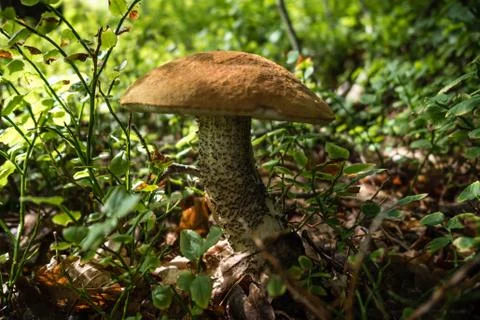 Mushroom in the forest close Stock Photos