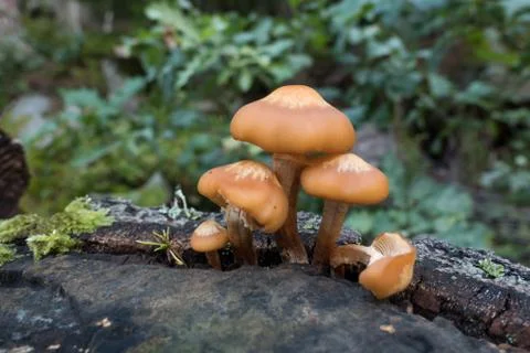 Mushroom in the forest close Stock Photos