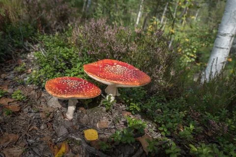Mushroom in the forest close Stock Photos