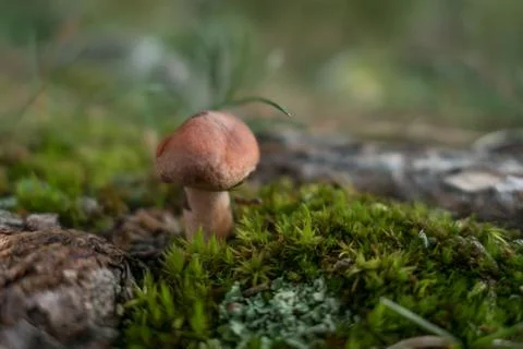 Mushroom in the forest close Stock Photos