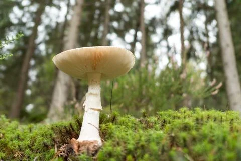 Mushroom in the forest close Stock Photos