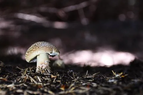 Mushroom in forest close up Stock Photos
