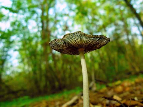 Mushroom in the forest close-up Foto stock