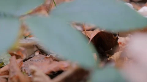 Mushroom on the forest floor 스톡 동영상 93215141