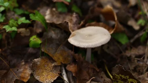Mushroom on the forest floor Video stock 164379299