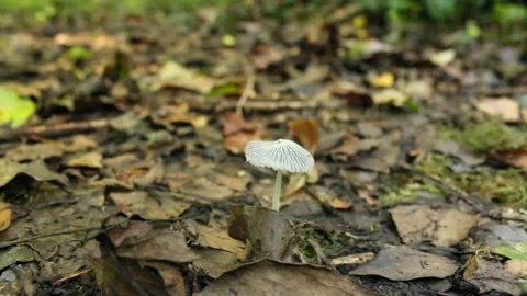 Mushroom on forest floor Stock Footage 224954752