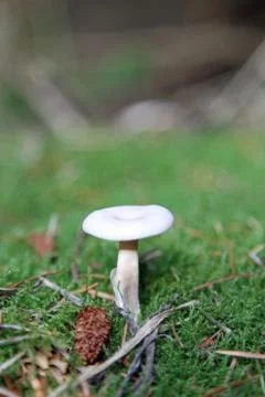 Mushroom on forest floor Stock Photos
