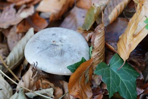 Mushroom in the forest floor Stock Photos