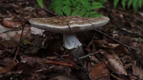 A mushroom on the forest floor video Stock-Footage 248649558
