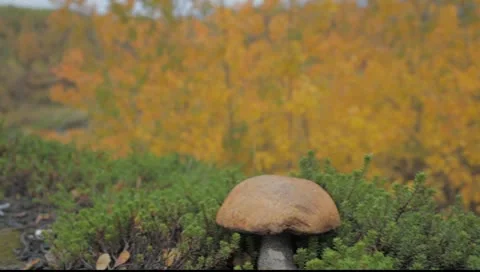 Mushroom in a forest Stock Footage 8925930