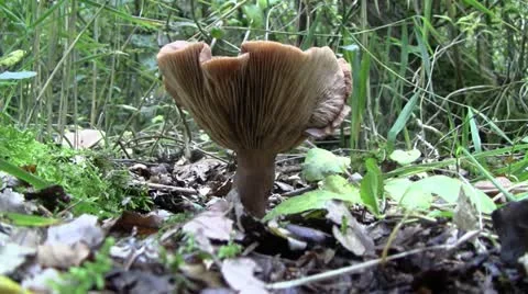 Mushroom in the forest Video stock 12426055