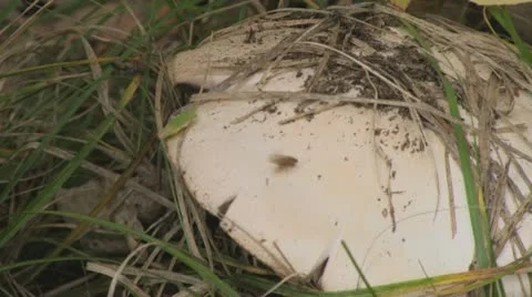 Mushroom in the forest Видео 12718658