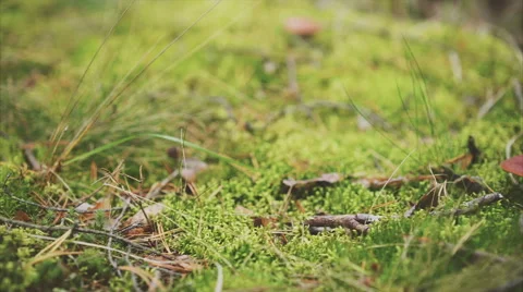 Mushroom in the forest Stock Footage 67576221