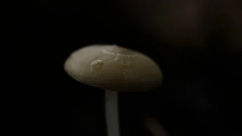 Mushroom at the forest Stock Footage 73783347
