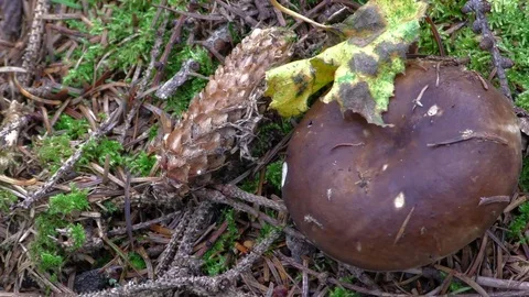 Mushroom in the forest Stock Footage 76838396