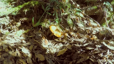 Mushroom In The Forest Vídeo Stock 76840852