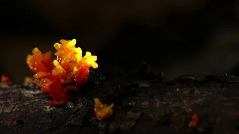 Mushroom in forest. Stock Footage 77414916