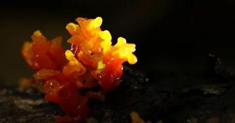 Mushroom in forest. Stock Footage 77415562
